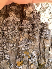 Physconia subpallida