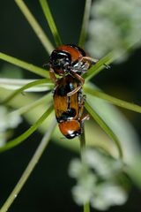 Coptocephala