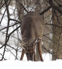 Odocoileus virginianus borealis