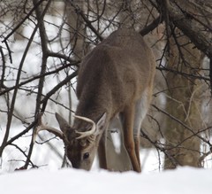 Odocoileus virginianus borealis