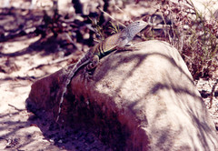 Cophosaurus texanus scitulus