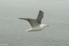 Larus fuscus