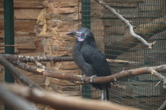 Penelopides manillae