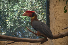 Buceros hydrocorax