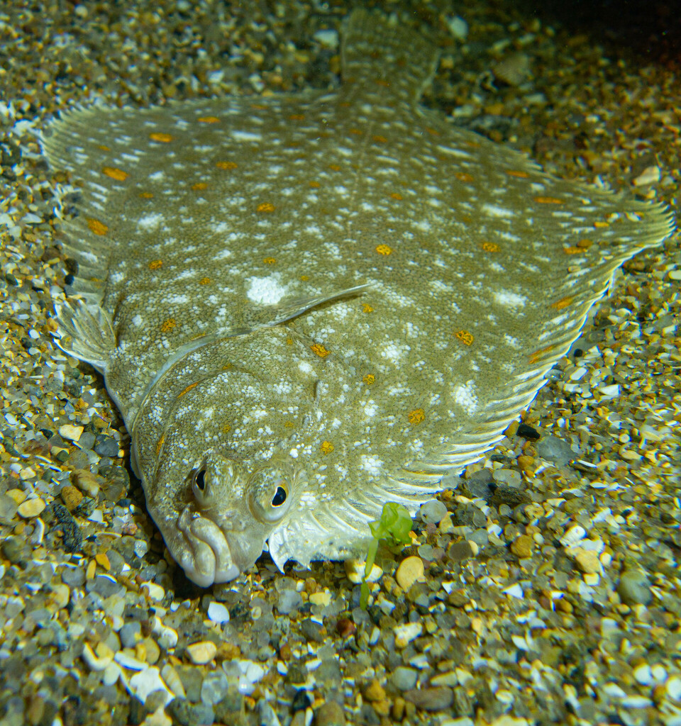 European plaice (Pleuronectes platessa) — Pleuronectidae