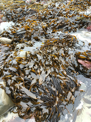 Laminaria sinclairii