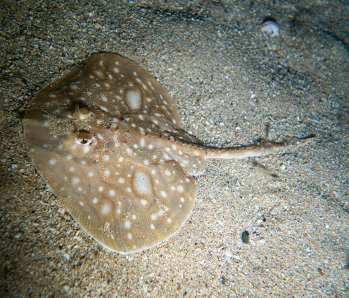 Undulate Skate, Bretagne, FR, photo 10 of 10