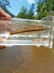 Notropis alborus