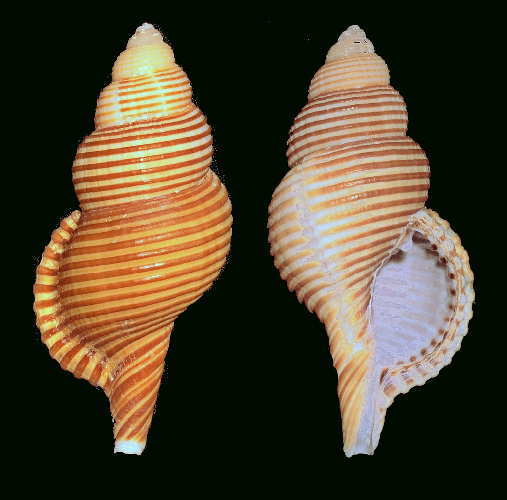lesser girdled triton