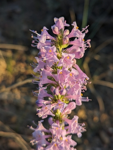 Image of Penstemon cyathophorus by (c) My-Lan Le, some rights reserved (CC BY)