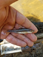 Notropis alborus