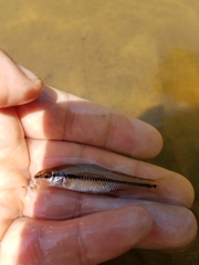 Notropis alborus