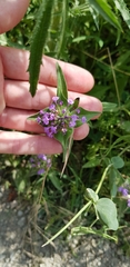 Ziziphora capitata