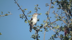 Cisticola fulvicapilla dexter