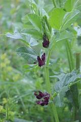 Vicia serratifolia