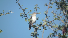 Cisticola fulvicapilla dexter