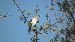 Cisticola fulvicapilla dexter