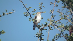 Cisticola fulvicapilla dexter