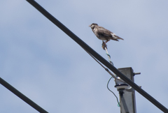 Spodiopsar cineraceus