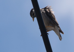 Spodiopsar cineraceus