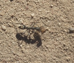 Ophthalmopone berthoudi