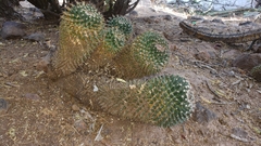 Mammillaria polythele