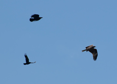 Milvus migrans lineatus