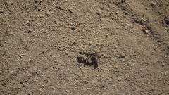 Ophthalmopone berthoudi