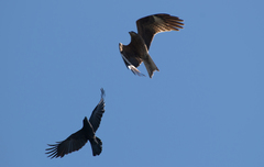 Milvus migrans lineatus