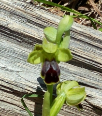 Ophrys fusca funerea