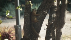 Paraxerus cepapi cepapi