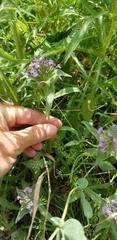 Ziziphora capitata