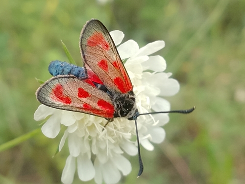 Slender Scotch Burnet, Клуцохор, photo 8 of 10