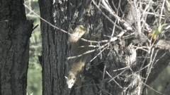 Paraxerus cepapi cepapi