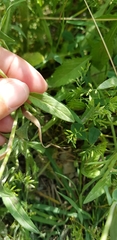 Ziziphora capitata