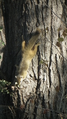 Paraxerus cepapi cepapi