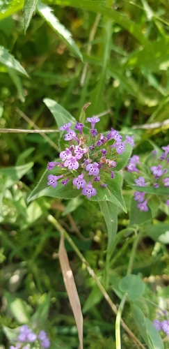 Image of Ziziphora capitata by no rights reserved