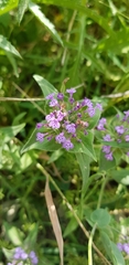Ziziphora capitata