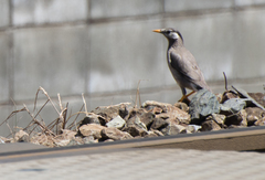 Spodiopsar cineraceus