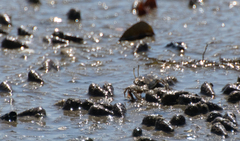 Macrophthalmus