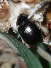 Hybosorus illigeri