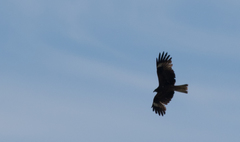 Milvus migrans lineatus