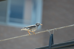 Spodiopsar cineraceus