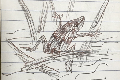 Plains Leopard Frog, Lithobates blairi