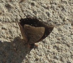 Charaxes