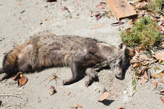 Nyctereutes viverrinus viverrinus