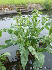Rumex hydrolapathum