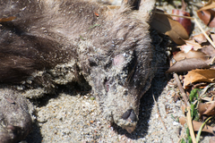 Nyctereutes viverrinus viverrinus