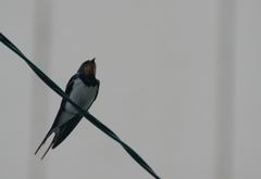 Hirundo rustica