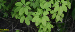 Akebia